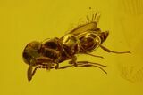 Fossil Fly (Diptera) And Chalcid Wasp (Chalcidoidea) In Baltic Amber #166208-2